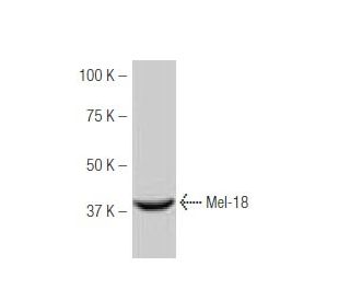 Mel-18 Antibody (9HL1) - Western Blotting - Image 53914 