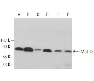 Mel-18 Antibody (H-1) - Western Blotting - Image 381927