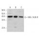 western blotting image from recommended MEL-1A/B-R (B-8) monoclonal antibody replacement. Image 362098