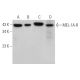 western blotting image from recommended MEL-1A-R (B-10) monoclonal antibody replacement. Image 362100