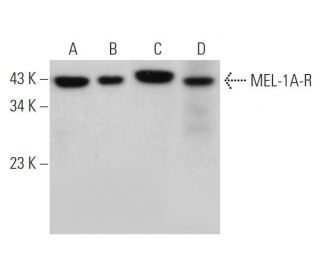 western blotting image from recommended MEL-1A-R (B-10) monoclonal antibody replacement. Image 362100