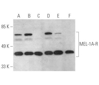MEL-1A-R Antibody (B-10) - Western Blotting - Image 389898