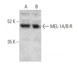 MEL-1A/B-R Antibody (B-8) - Western Blotting - Image 373396 