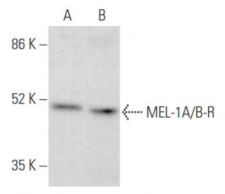 MEL-1A/B-R Antibody (B-8) - Western Blotting - Image 354877