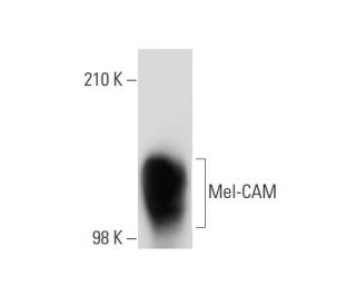 Mel-CAM Antibody (1) - Western Blotting - Image 137746 