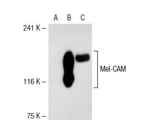 Mel-CAM Antibody (2Q401) - Western Blotting - Image 38271 