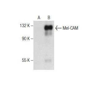 Mel-CAM Antibody (B-10) - Western Blotting - Image 158991 