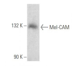 Mel-CAM Antibody (B-10) - Western Blotting - Image 356599 