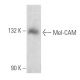 Mel-CAM Antibody (B-10) - Western Blotting - Image 356599 