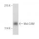 Mel-CAM Antibody (B-10) - Western Blotting - Image 390998