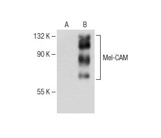 Mel-CAM Antibody (C-11) - Western Blotting - Image 150429 