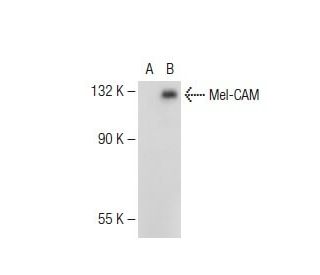 Mel-CAM Antibody (P1H12) - Western Blotting - Image 109502 
