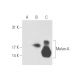 Melan-A Antibody (0.N.396) - Western Blotting - Image 58146