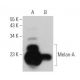 Melan-A Antibody (0.N.396) - Western Blotting - Image 355298 
