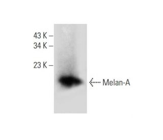 Melan-A Antibody (B-10) - Western Blotting - Image 136977