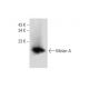 Melan-A Antibody (B-10) - Western Blotting - Image 136977
