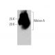 Melan-A Antibody (D-1) - Western Blotting - Image 355230