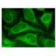 Melan-A Antibody (D-6) - Immunofluorescence - Image 157257