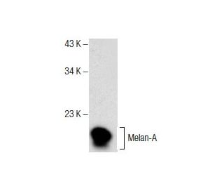 Melan-A Antibody (D-6) - Western Blotting - Image 157661 