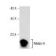Melan-A Antibody (D-6) - Western Blotting - Image 157661 
