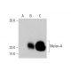 western blotting image from recommended Melan-A (A103) monoclonal antibody replacement. Image 385733