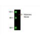 Melanoma Marker Antibody (HMB45) - Western Blotting - Image 393169