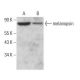melanopsin Antibody (E-12) - Western Blotting - Image 380175