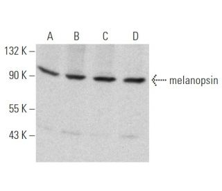 western blotting image from recommended melanopsin (E-12) monoclonal antibody replacement. Image 368590