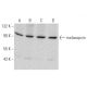 western blotting image from recommended melanopsin (E-12) monoclonal antibody replacement. Image 368590