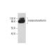 melanotransferrin Antibody (A-3) - Western Blotting - Image 127966