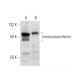 melanotransferrin Antibody (A-3) - Western Blotting - Image 131150 