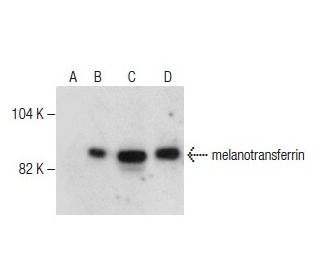 melanotransferrin Antibody (A-3) - Western Blotting - Image 281501 
