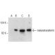 melanotransferrin Antibody (A-3) - Western Blotting - Image 281501 