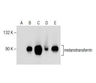melanotransferrin Antibody (E-4) - Western Blotting - Image 281505 