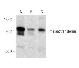 melanotransferrin Antibody (H-11) - Western Blotting - Image 131149 