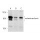 melanotransferrin Antibody (H-11) - Western Blotting - Image 131149 