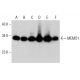MEMO1 Antibody (AT1E9) - Western Blotting - Image 385131 