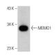MEMO1 Antibody (AT1E9) - Western Blotting - Image 385132
