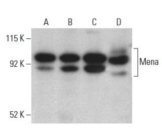 Mena Antibody (21) - Western Blotting - Image 399333 