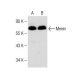 western blotting image from recommended Menin (B-9) monoclonal antibody replacement. Image 150144