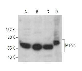 Menin Antibody (E-8) - Western Blotting - Image 381458 