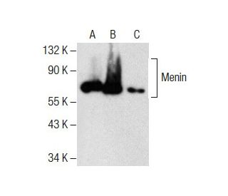 Menin Antibody (E-9) - Western Blotting - Image 287854 