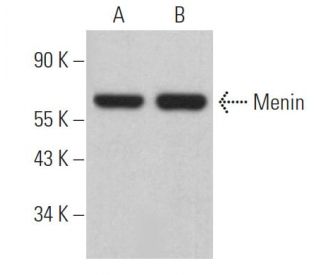 Menin Antibody (E-9) - Western Blotting - Image 363471