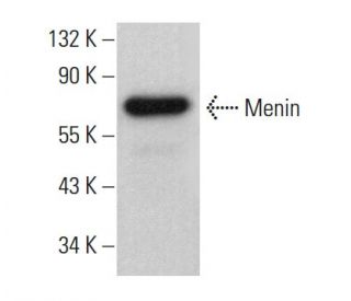 Menin Antibody (E-8) - Western Blotting - Image 381449