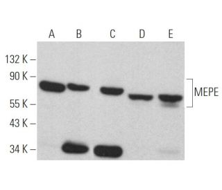 Anti Mepe Antibody B 6 Scbt Santa Cruz Biotechnology