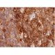 MEPE Antibody (C-4) - Immunohistochemistry - Image 286505 