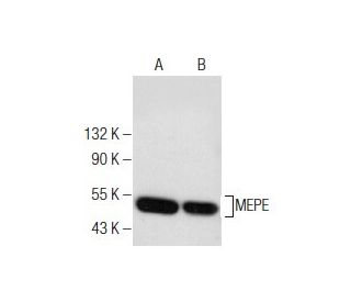 Mepe Antibody C 4 Scbt Santa Cruz Biotechnology