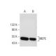 MEPE Antibody (C-4) - Western Blotting - Image 260724