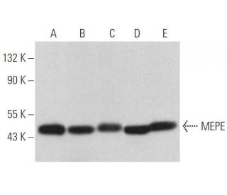 MEPE Antibody (C-4) - Western Blotting - Image 358962 
