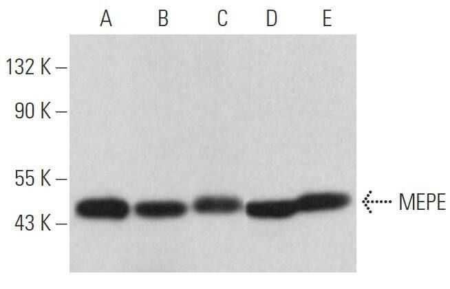 Mepe Antibody C 4 Scbt Santa Cruz Biotechnology